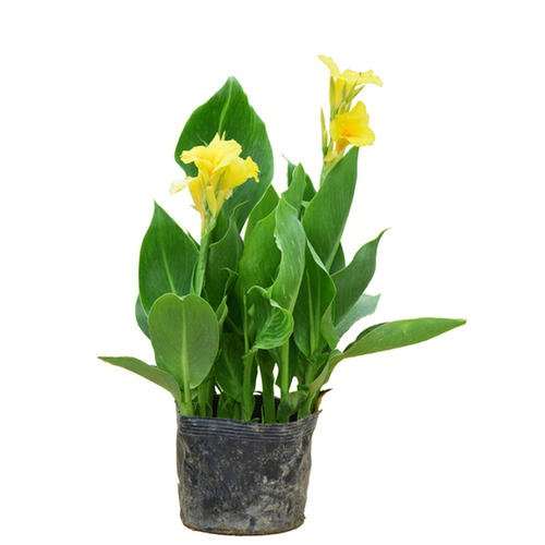 为什么CCC更加适用于盆栽美人蕉的矮化