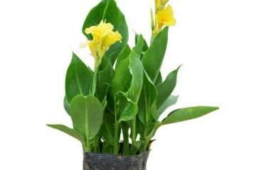 为什么CCC更加适用于盆栽美人蕉的矮化