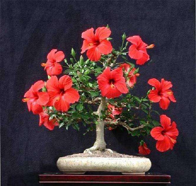 不同施肥处理对盆栽扶桑生长开花的影响