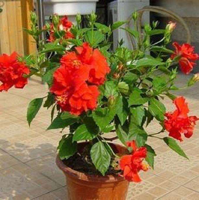 不同施肥处理对盆栽扶桑生长开花的影响