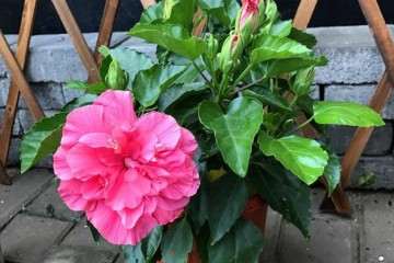 不同施肥处理对盆栽扶桑的株高生长