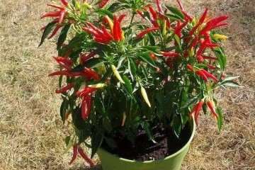 不同施肥方式对盆栽辣椒生长的影响