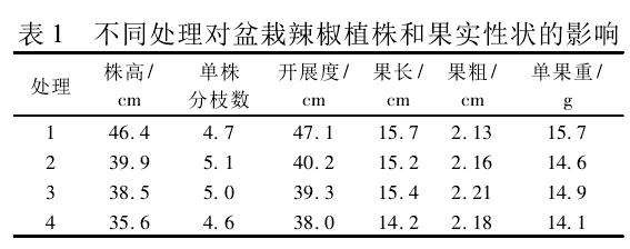 盆栽辣椒的植株和果实性状 图片