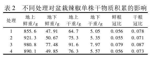 盆栽辣椒的植株和果实性状 图片