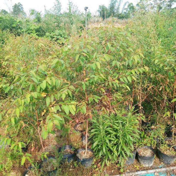 不同水分供应对巨尾桉盆栽生长的影响