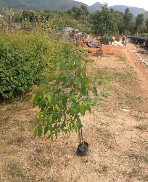 巨尾桉盆栽怎么测定指标与方法 图片