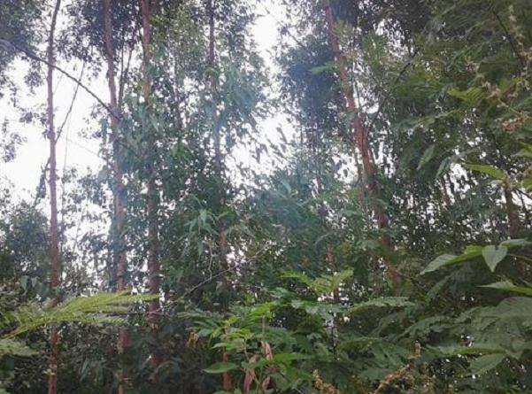 不同水分供应对巨尾桉盆栽生长的影响