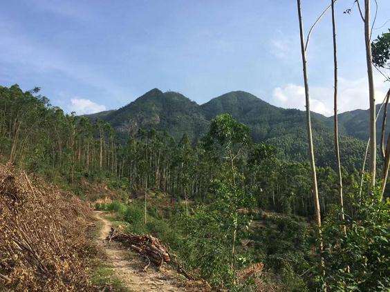 不同水分供应对巨尾桉盆栽叶片的影响