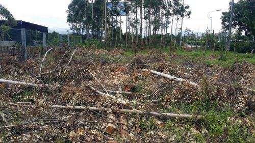 不同水分供应对巨尾桉盆栽叶绿素的影响