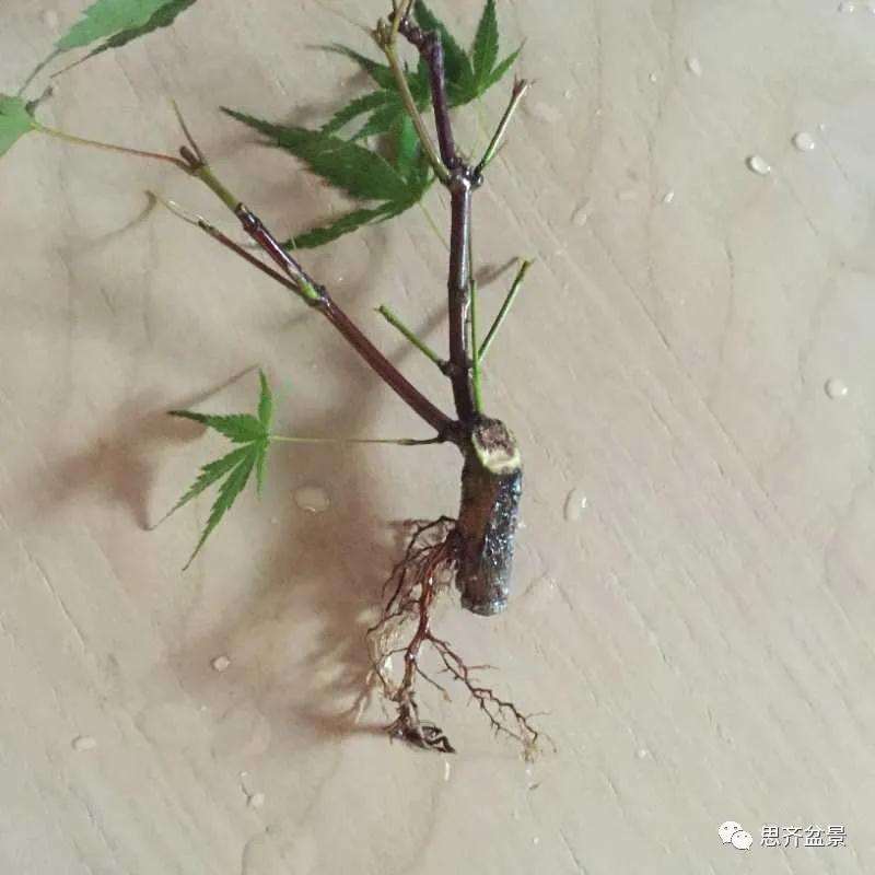 枫树下山桩怎么高压制作的方法