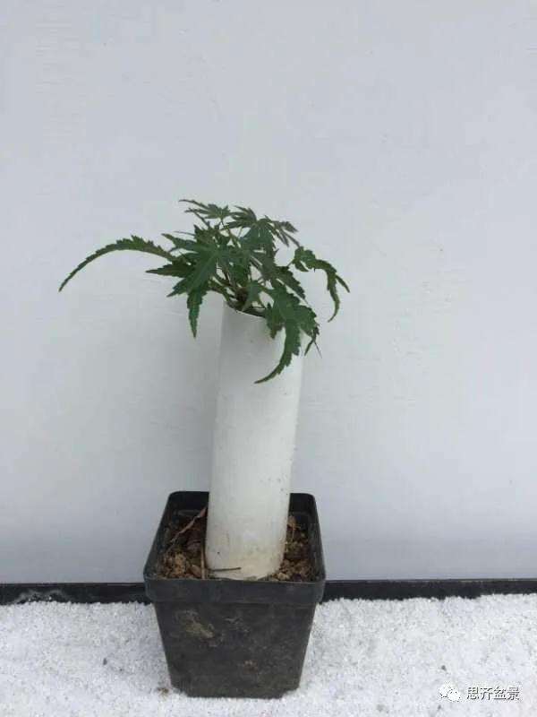 图解 枫树下山桩怎么高压制作的方法