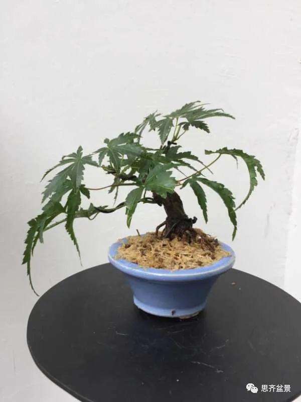 图解 枫树下山桩怎么高压制作的方法