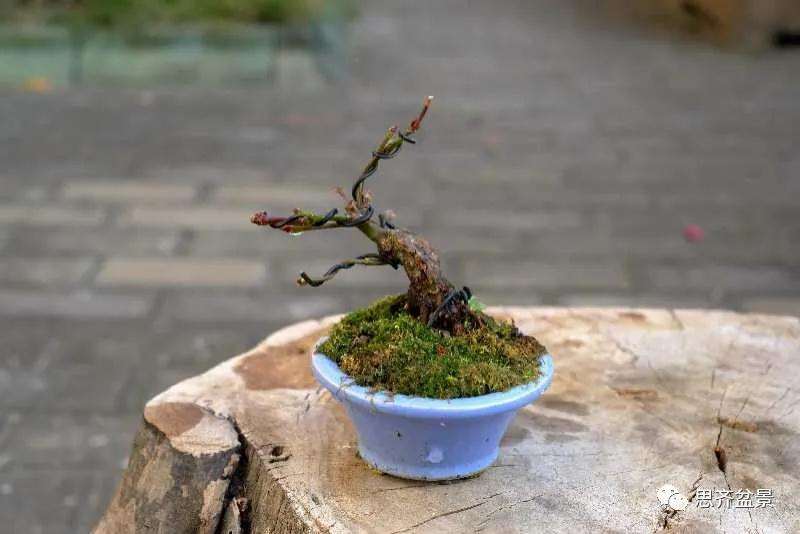 图解 枫树下山桩怎么高压制作的方法