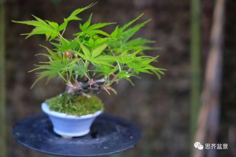 图解 枫树下山桩怎么高压制作的方法