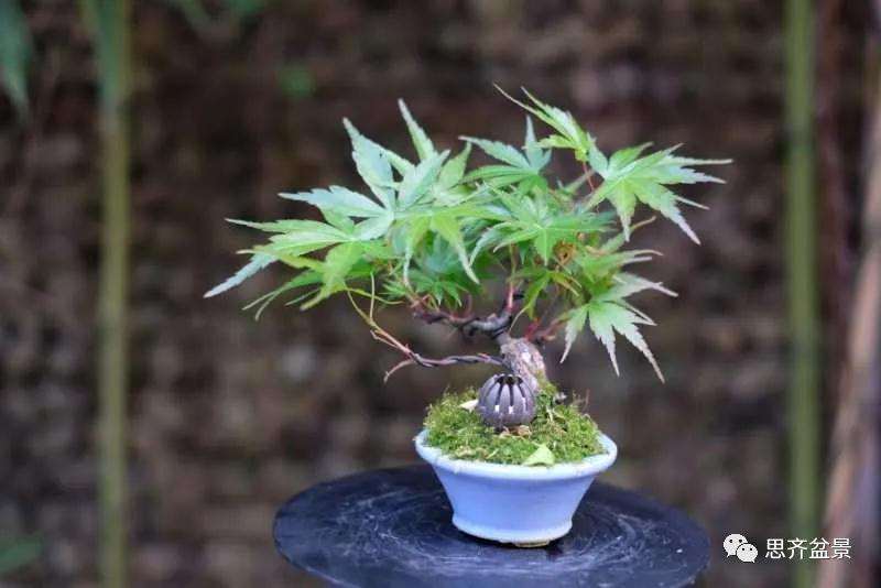 图解 枫树下山桩怎么高压制作的方法