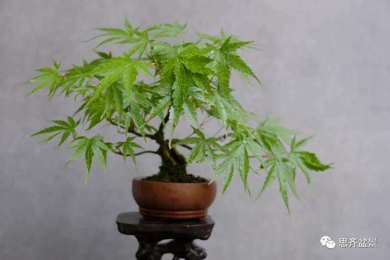 图解 枫树下山桩怎么高压制作的方法