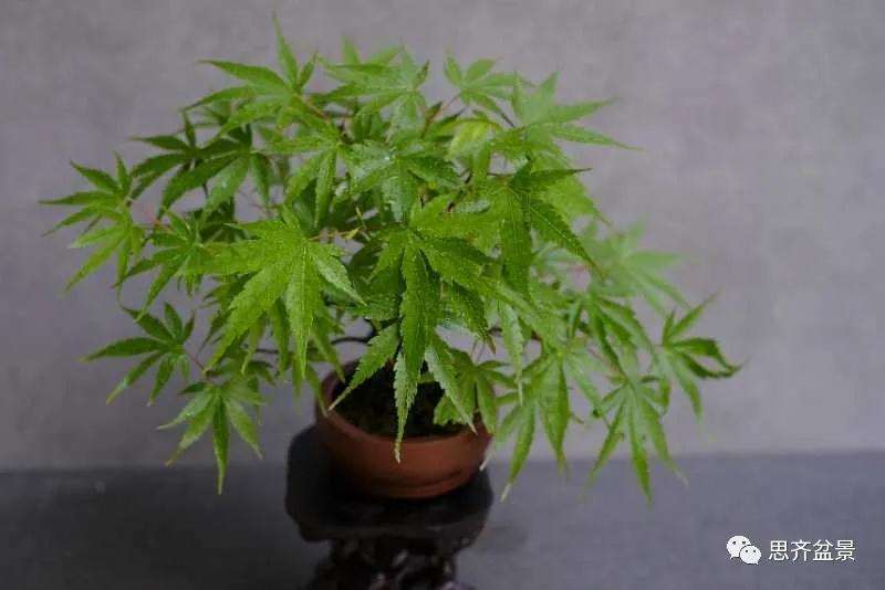 图解 枫树下山桩怎么高压制作的方法