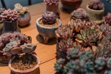 景天多肉植物怎么防冻用药的方法 图片