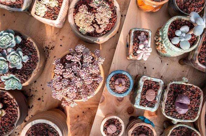 景天多肉植物怎么浇水施肥的方法 图片