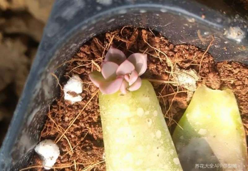 景天多肉植物怎么浇水施肥的方法 图片