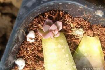 景天多肉植物怎么浇水施肥的方法 图片