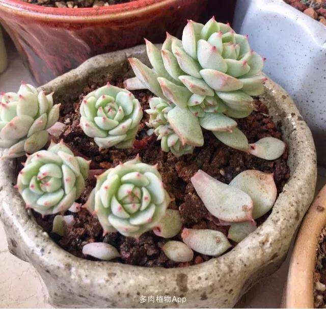 怎么用煤渣养多肉植物的方法