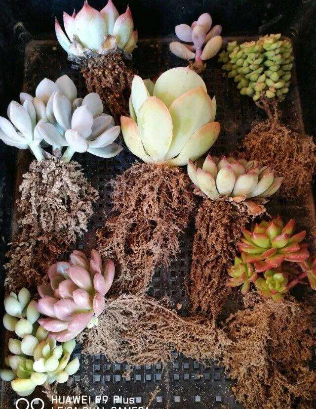 怎么用沙子养多肉植物的方法 图片