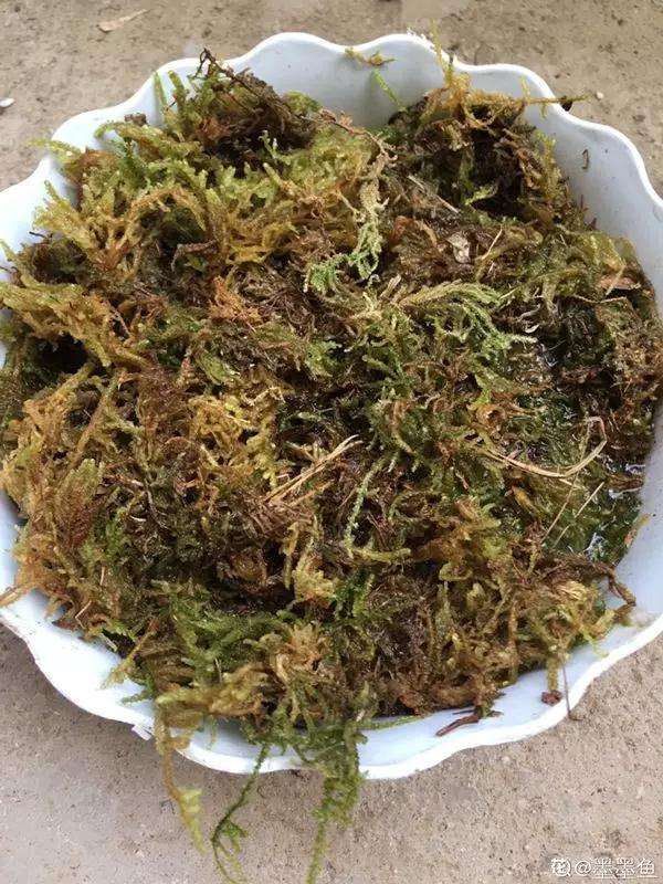 怎么用水苔养多肉植物的方法 图片
