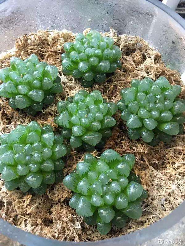 怎么用水苔养多肉植物的方法 图片