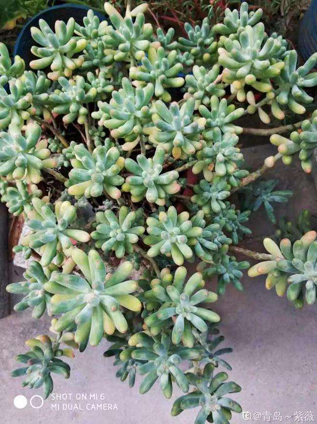 怎么用水苔养多肉植物的方法 图片