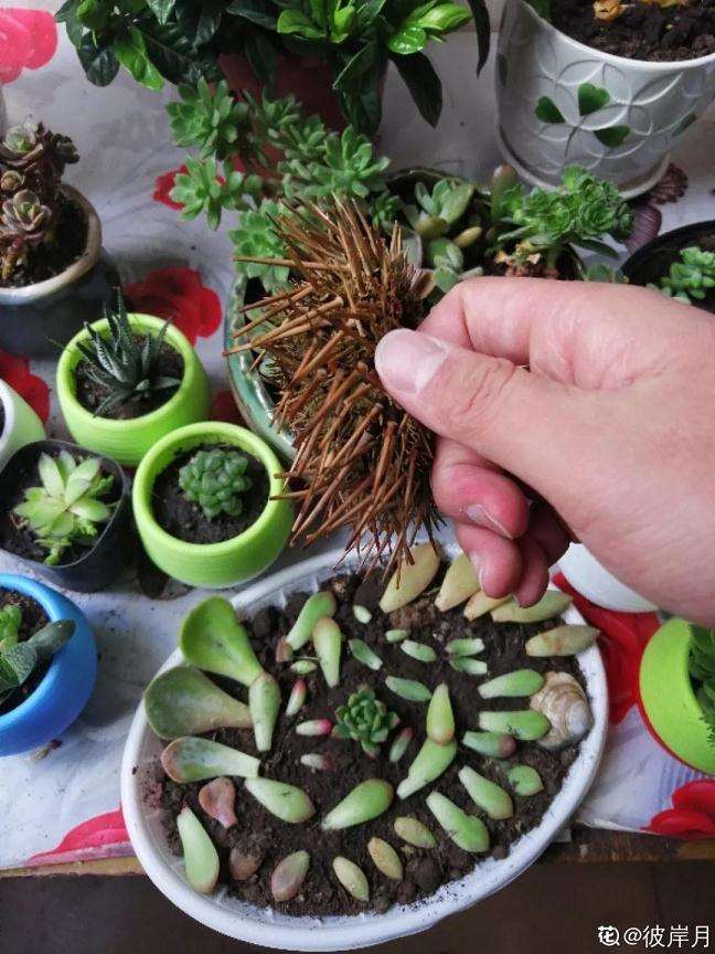 怎么用海胆种多肉植物的方法 图片