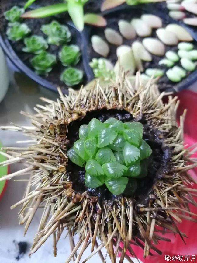 怎么用海胆种多肉植物的方法 图片