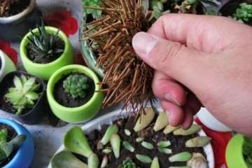 怎么用海胆种多肉植物的方法 图片