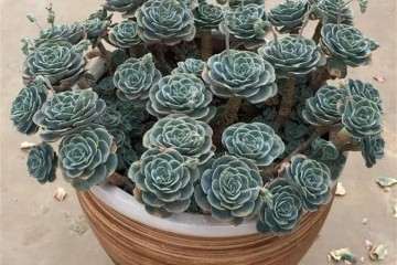 玉蝶多肉怎么防治黑腐病的方法