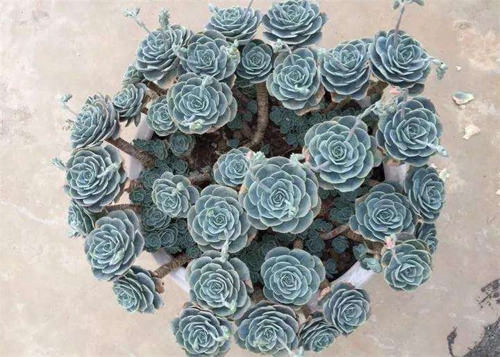 如何通过搓揉捏等方法制作出各种多肉