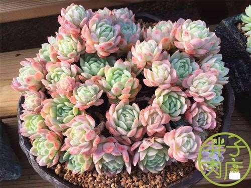 为什么说起多肉 还是云南最美