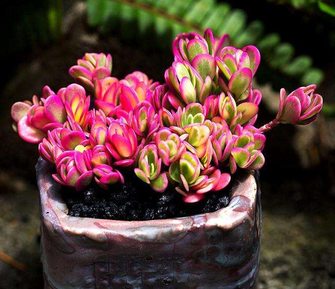 简单几步 解决化水掉叶 挽救冻伤多肉