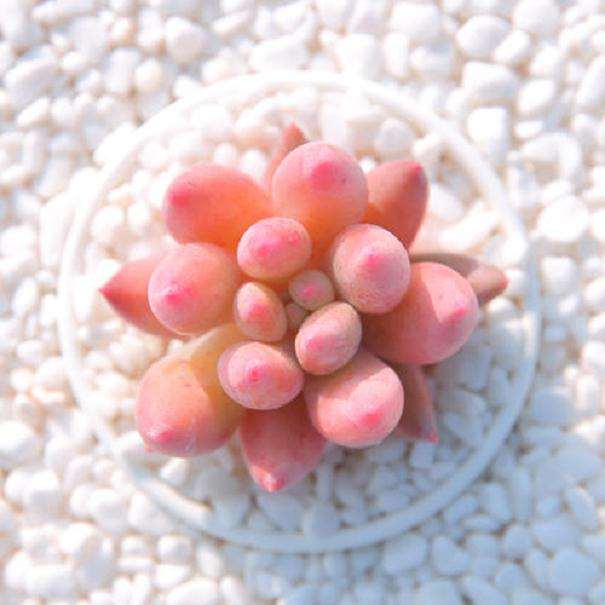 云南口岸入境的多肉植物中截获有害生物石蒜弗粉蚧