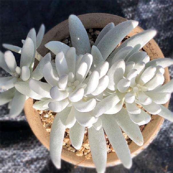 如果给多肉桃蛋浇水 图片