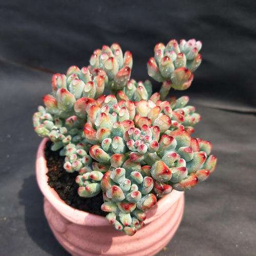 多肉植物为人热捧的原因是养护管理相当简单