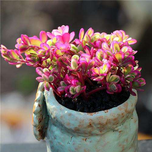 秋季多肉怎么砍头的步骤如下 图片