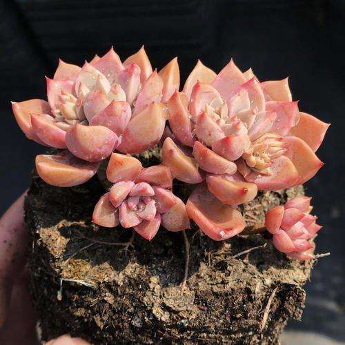 做这6件事会加速多肉枯萎 图片