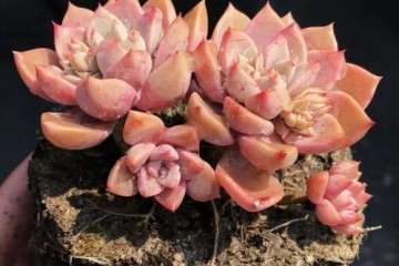 做这6件事会加速多肉枯萎 图片