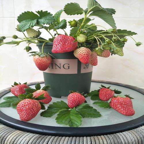 不同土壤中循环曝气滴灌盆栽草莓的评价