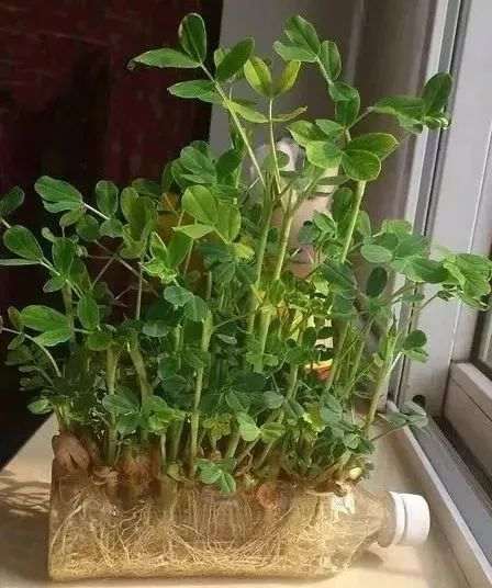 不同液态地膜对盆栽花生土壤增温保水的效应