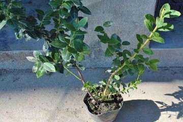 不同有机肥对蓝莓盆栽生长量的影响