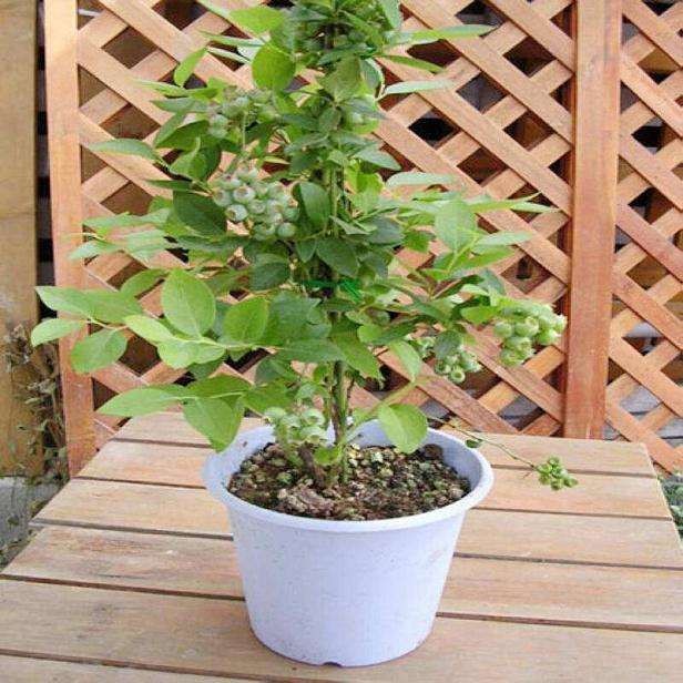 盆栽蓝莓可以使用腐熟鸡粪吗 图片