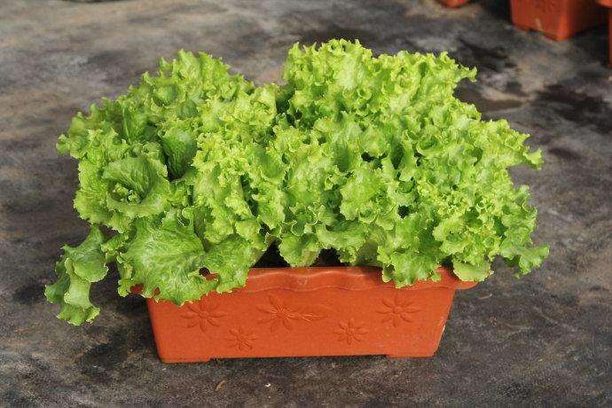 不同有机肥料对盆栽蔬菜品质的影响