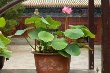 不同栽培措施对盆栽荷花生长的影响