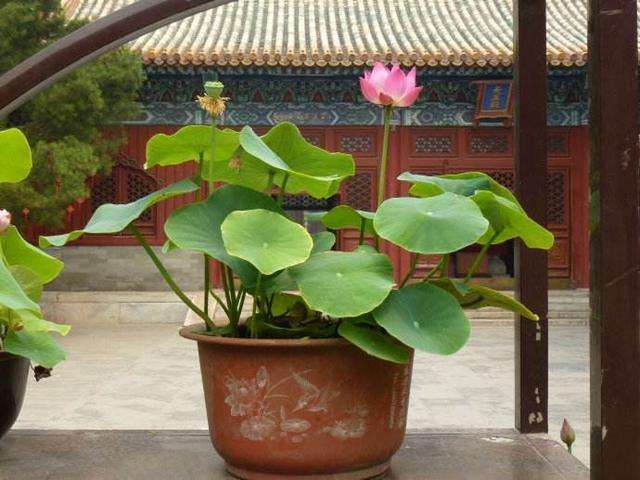 不同盆土体积对盆栽荷花立叶高度的影响